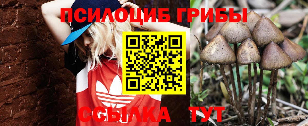 Черняховск  Псилоцибиновые грибы MAGIC MUSHROOMS  Вход с VPN  Псилоцибиновые грибы Psilocybine cubensis 